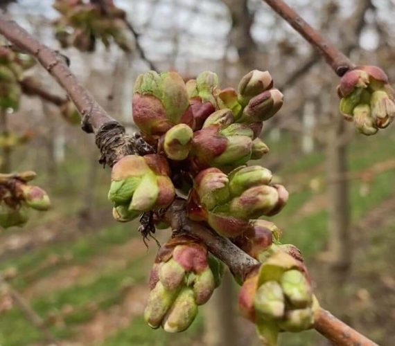 L’azienda agricola e la primavera